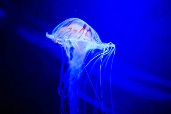 Bellissime meduse, medusa alla luce al neon con i pesci. U — Foto Stock