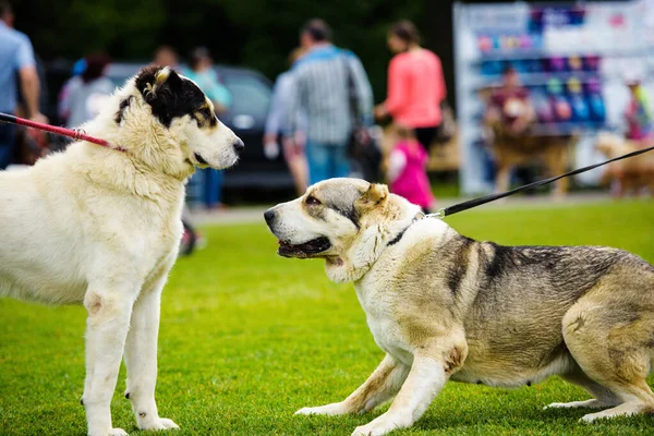 Lustige emotionale Hunde spielen auf grünem Gras — Stockfoto