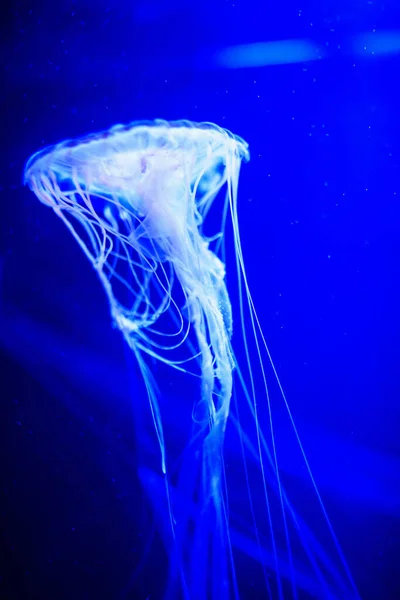 Belle méduse, méduse dans la lumière au néon avec les poissons. U — Photo