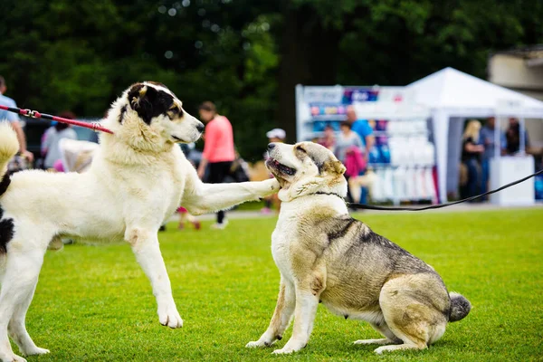 Grappige emotionele honden spelen op groen gras — Stockfoto