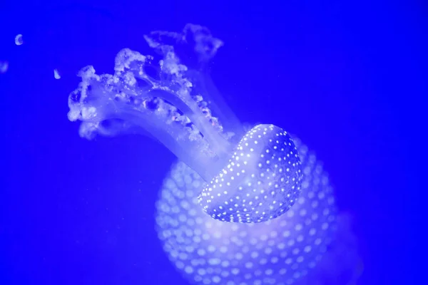 Güzel denizanası, balıklarla neon ışığında medusa. U — Stok fotoğraf