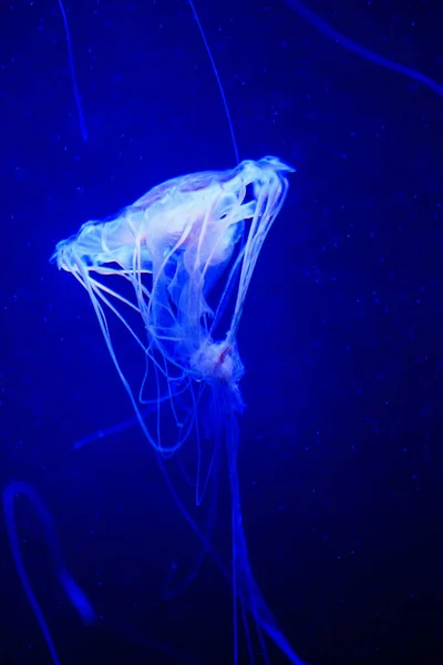 Beautiful jellyfish, medusa in the neon light with the fishes. U — Stock Photo, Image