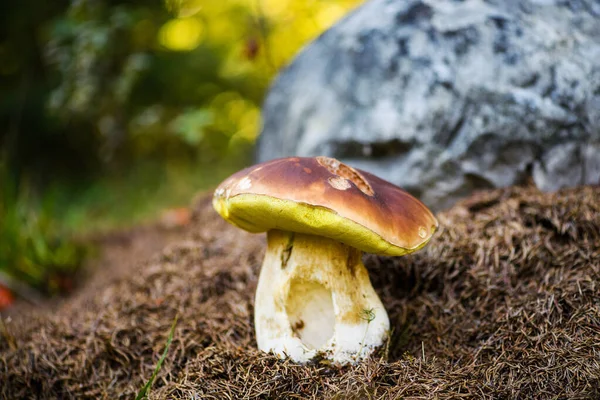 Bolet sur mousse dans la forêt. Champignons recherchant et cueillant à fo — Photo