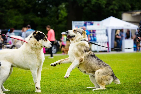 Funny emotional dogs are playing on green grass — Stock Photo, Image