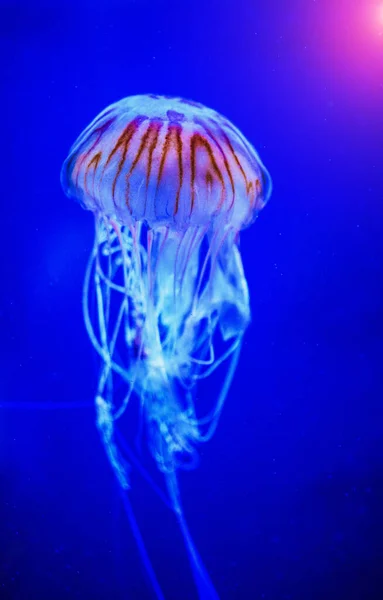 Alforreca bonita, medusa na luz de néon com os peixes. U — Fotografia de Stock