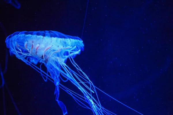 Beautiful jellyfish, medusa in the neon light with the fishes. U