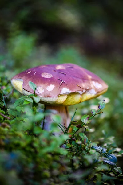 Boletus on moss in forest. Mushrooms searching and picking in fo — Stock Photo, Image