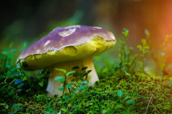 Boletus on moss in forest. Mushrooms searching and picking in fo — Stock Photo, Image