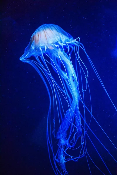 Belle méduse, méduse dans la lumière au néon avec les poissons. U — Photo