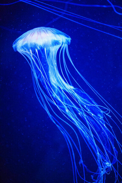 Beautiful jellyfish, medusa in the neon light with the fishes. U