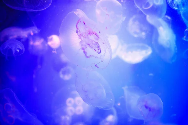 Hermosas medusas, medusa en la luz de neón con los peces. U —  Fotos de Stock