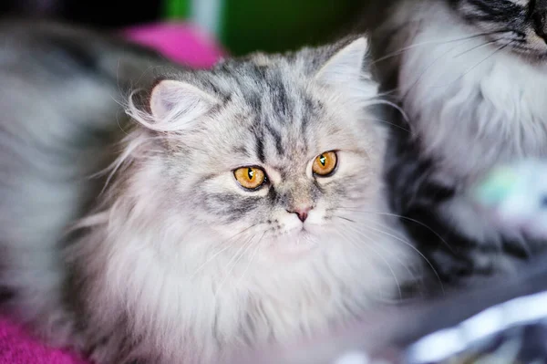 Portrait of beautiful cat — Stock Photo, Image