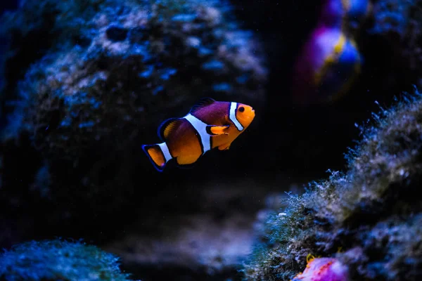 Maravilloso y hermoso mundo submarino con corales y tropica — Foto de Stock