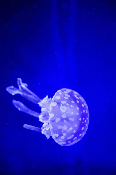 Güzel denizanası, balıklarla neon ışığında medusa. U — Stok fotoğraf