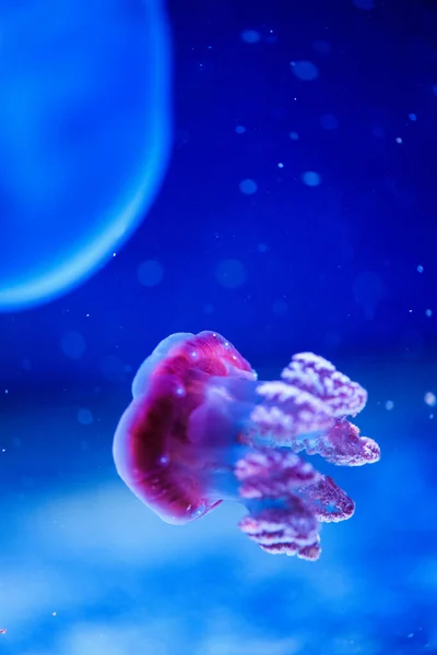 Gyönyörű medúza, Medusa a Neonfény a halak. U — Stock Fotó
