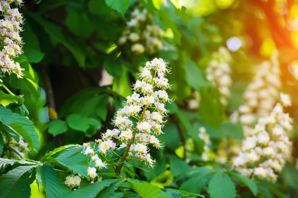 Castagno nel giorno di primavera — Foto Stock