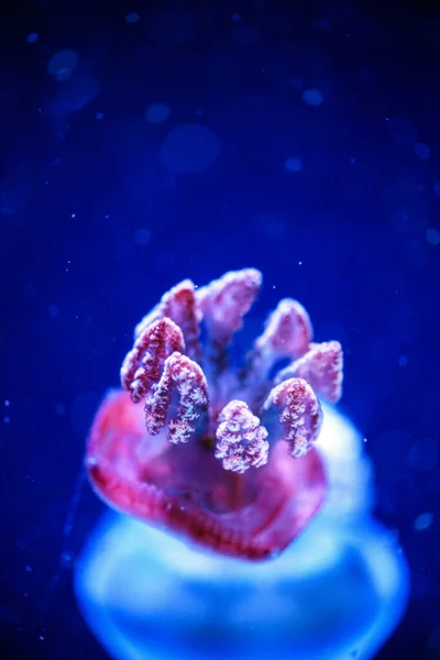 Hermosas medusas, medusa en la luz de neón con los peces. U — Foto de Stock