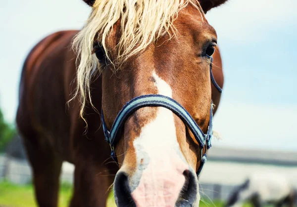 Beau cheval rouge avec longue crinière — Photo