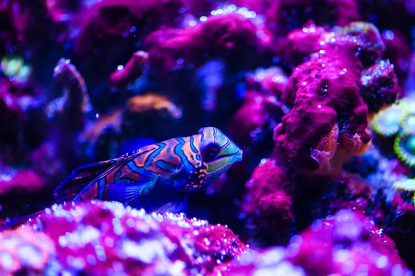 Merveilleux et beau monde sous-marin avec coraux et tropica — Photo