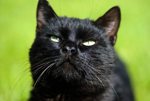 Schwarze Katze auf grünem Hintergrund — Stockfoto