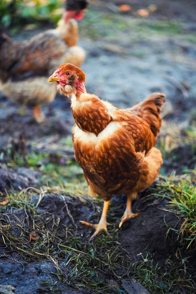 Kyckling på en gård — Stockfoto