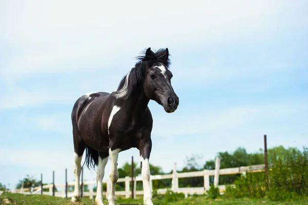 美しい馬の日の時間ショット — ストック写真