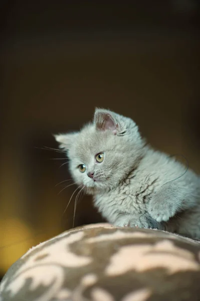 Милий Маленький Кошеня Фоні — стокове фото