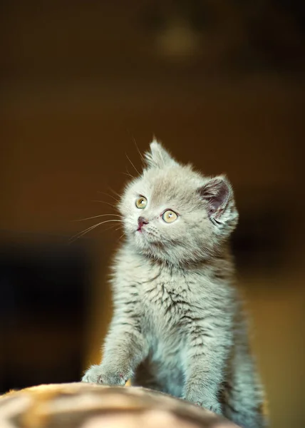 Arka Planda Sevimli Bir Kedi Yavrusu — Stok fotoğraf