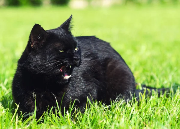 Grappige zwarte kat op groene achtergrond — Stockfoto