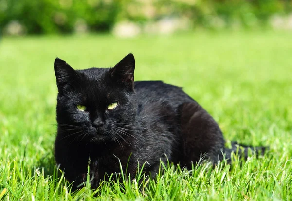 Zwarte kat op groene achtergrond — Stockfoto