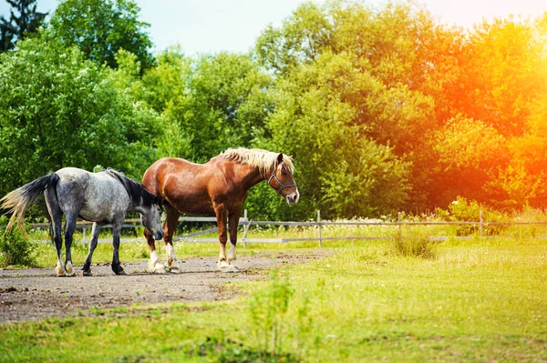 Bonito Cavalo Dia Tiro Tempo — Fotografia de Stock