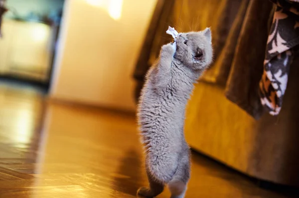 Cute Little Kitten Background — Stock Photo, Image