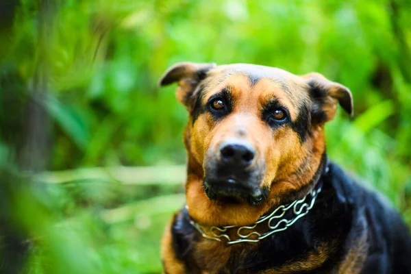 Cão engraçado na grama verde — Fotografia de Stock