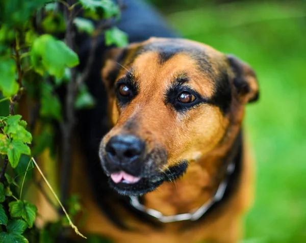 Zabawny pies na zielonej trawie — Zdjęcie stockowe