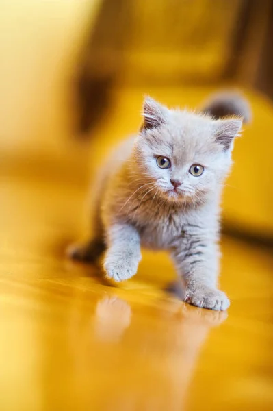 Cute Little Kitten Background — Stock Photo, Image