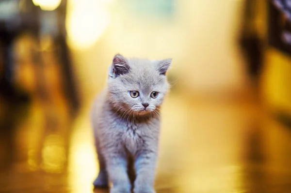 Cute Little Kitten Background — Stock Photo, Image