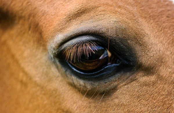 Olho de cavalo vermelho closeup — Fotografia de Stock