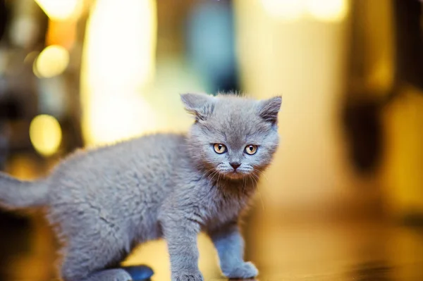 Retrato Gatito Lindo — Foto de Stock