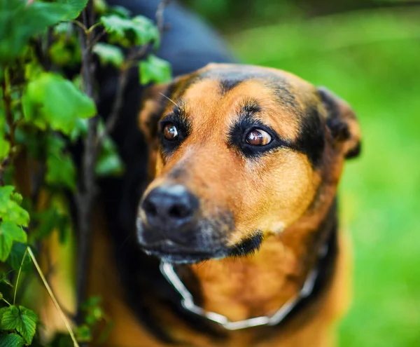 Rolig hund på grönt gräs — Stockfoto