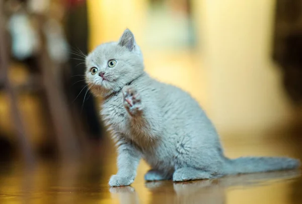 Retrato Gatito Lindo — Foto de Stock