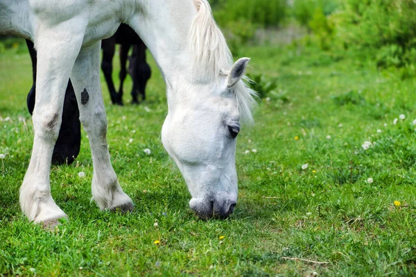 White horse with long mane on pasture against beautiful blue sky — Stock Photo, Image