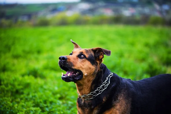 Srandovní pes na zelené trávě — Stock fotografie
