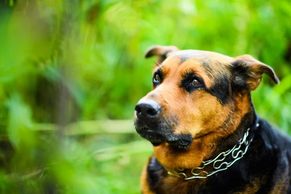 Cão engraçado na grama verde — Fotografia de Stock