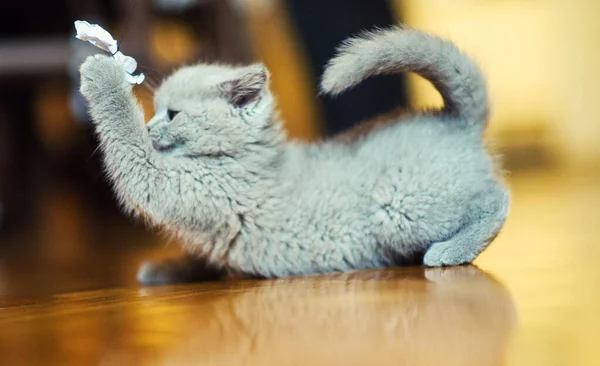 Cute Little Kitten Background — Stock Photo, Image