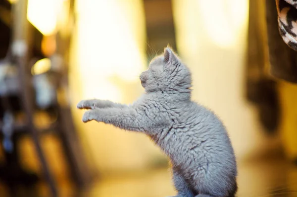 Cute Little Kitten Background — Stock Photo, Image