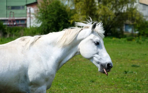 Weißes Pferd mit langer Mähne auf der Weide vor schönem blauen Himmel — Stockfoto