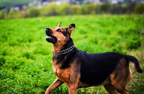 Grappige hond op groen gras — Stockfoto