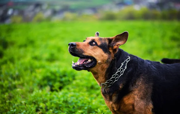 초록 풀 위에 있는 우스꽝 스러운 개 — 스톡 사진