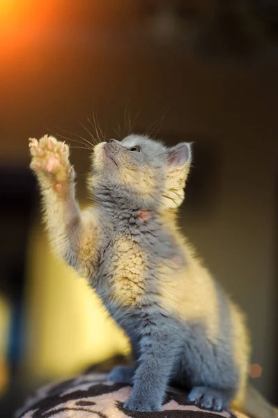 Söt Liten Kattunge Bakgrunden — Stockfoto