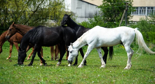 Hest med lang manke på græs mod smuk blå himmel - Stock-foto